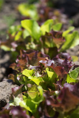 Several types of salads grow in the garden. Green and burgundy salad, healthy greens. Horticulture