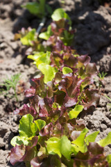 Several types of salads grow in the garden. Green and burgundy salad, healthy greens. Horticulture