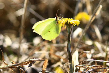 butterfly on a flower spring background, abstract view april wilderness