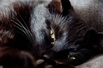 Czarny kot domowy na szarej kanapie