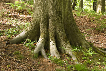 Rooted tree trunk