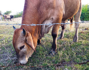 Brown cow eating at organic farm in Martinique, French West Indies. Cows in Caribbean meadow. Close-up of brahman cow.