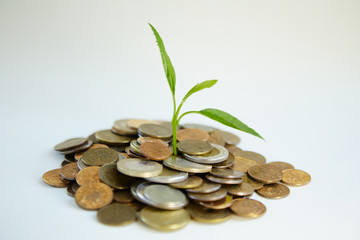 Iron money coins mountain growing sprout. Concept of banknotes, old coins, new life, coins on the table, on a white background, growth growth rebirth replenishment of the budget