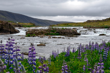 A river with lupins and waterfall in Iceland