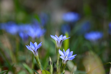 Blue gentian flowers.