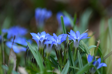 Blue gentian flowers.
