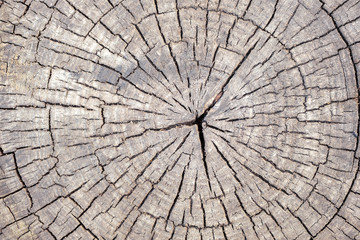 Fototapeta premium wood texture with cracks running from the center