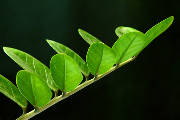 green leaf in a row isolated in black