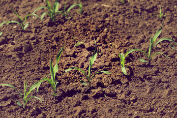 Feld Anbau Feldfrucht Pflanze