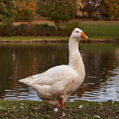 White wild goose along a lake in warm light