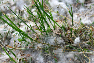 Tuft of cottony hairs from the seed of poplar tree.
