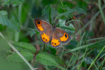 mariposa naranja sobre hojas