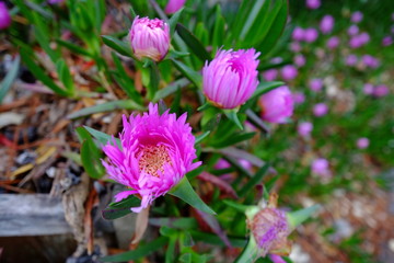 Colored flowers at le Pouliguen a small city near the sea.