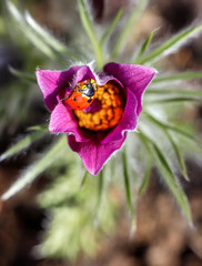 Sleeping grass, or Openworm (Lat. Anémone pátens), (Pulsatílla pátens) - a perennial herbaceous plant, the family Ranunculaceae (Ranunculaceae). Or Anemone