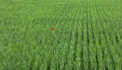 Klatschmohn in einem Kornfeld