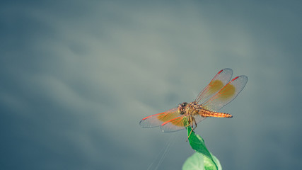 Orange Dragonfly Insect