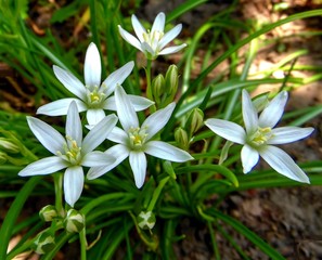 Bright white Ornithgalum (Star of Bethlehem) flowers in spring garden close-up