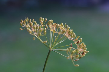 Dill inflorescence macro. Close up.