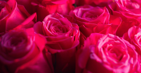 Bunch of pink fuchsia roses close-up header