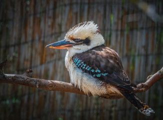 Eisvogel / Lachender Hans