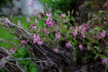 Some flowers blooming during Spring 2020 at le Pouliguen a small city in France. On the Atlantic seaside.
