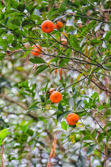 Ripe Tangerines hanging from the tree