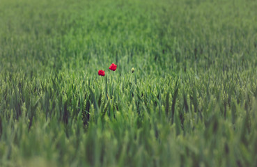 Klatschmohn in einem Kornfeld