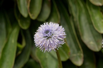 The globe daisy, Globularia nudicaulis.