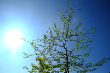 Some trees during a french spring at le Pouliguen, France.