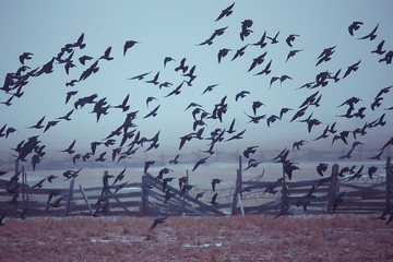 abstract blurred background, flock of black birds in flight, concept of sadness stress, autumn depression