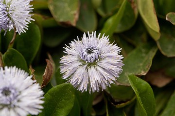 The globe daisy, Globularia nudicaulis.