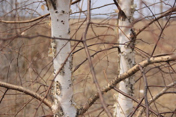 background photo of two trunks of birch trees
