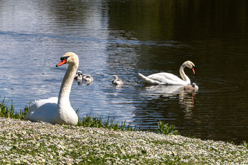 Swans and cygnets in lake.