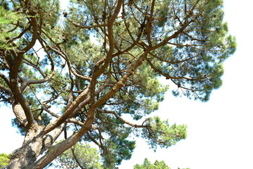 Some trees during a french spring at le Pouliguen, France.