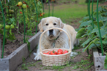 Dog with harvest basket of tomatoes between garden beds

