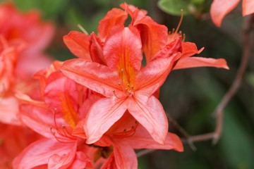 Fototapeta premium Japanese azalea, rhododendron japonicum