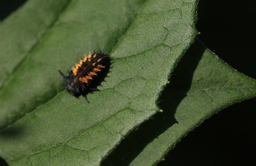 Marienkäfer Larve 