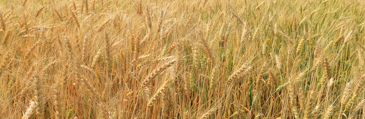 close up barley demonstrations plot chiang mai Thailand