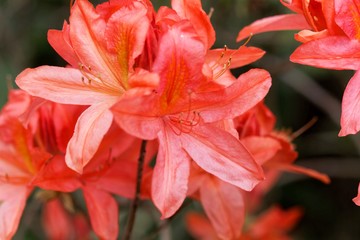 Japanese azalea, rhododendron japonicum