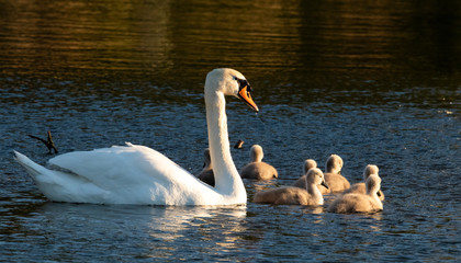 Swans and cygnets in lake.