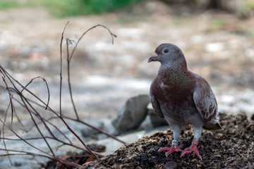 homing pigeon, racing pigeon taking a break from its long flight.