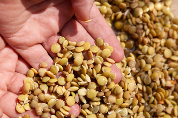 Hands of  farmer. hand holds sprouted lentils