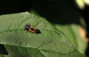 Marienkäfer Larve 