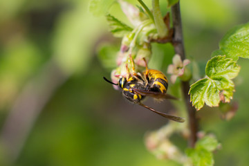 the striped bumblebee collects pollen. Summer and nature