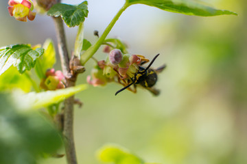 the striped bumblebee collects pollen. Summer and nature