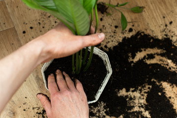 Repotting flower indoor, the houseplant transplant at home .Repotting plants at home. Potting or transplanting plants. Houseplant.