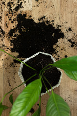 Repotting flower indoor, the houseplant transplant at home .Repotting plants at home. Potting or transplanting plants. Houseplant.