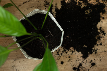 Repotting flower indoor, the houseplant transplant at home .Repotting plants at home. Potting or transplanting plants. Houseplant.