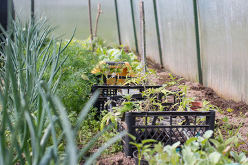 Garden greenhouses and planting seedlings in the soil. Garden vegetable garden nature.