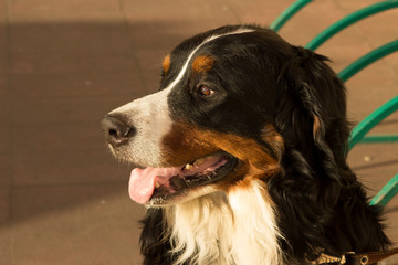 Bernese Mountain Dog a large beautiful dog tied to a leash and waiting for its owner near the...